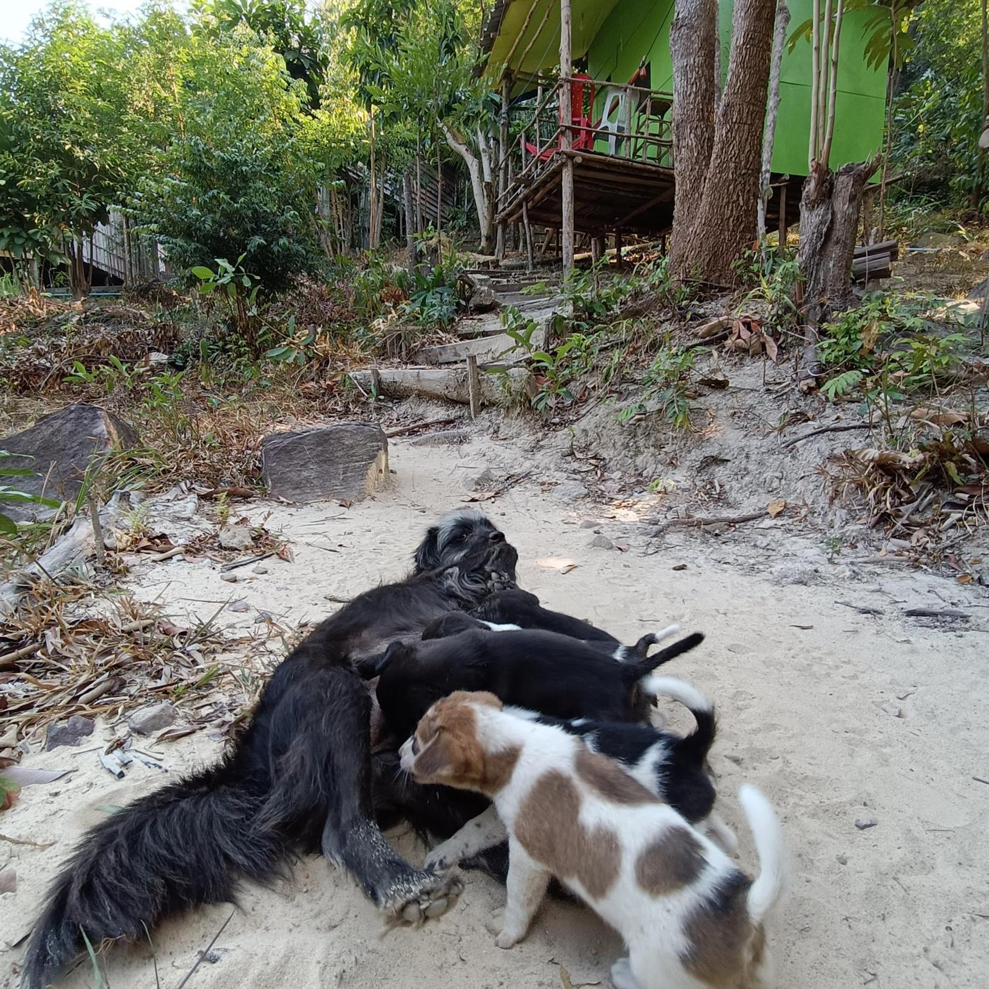 Sweet Jungle Camping Kaoh Touch Luaran gambar