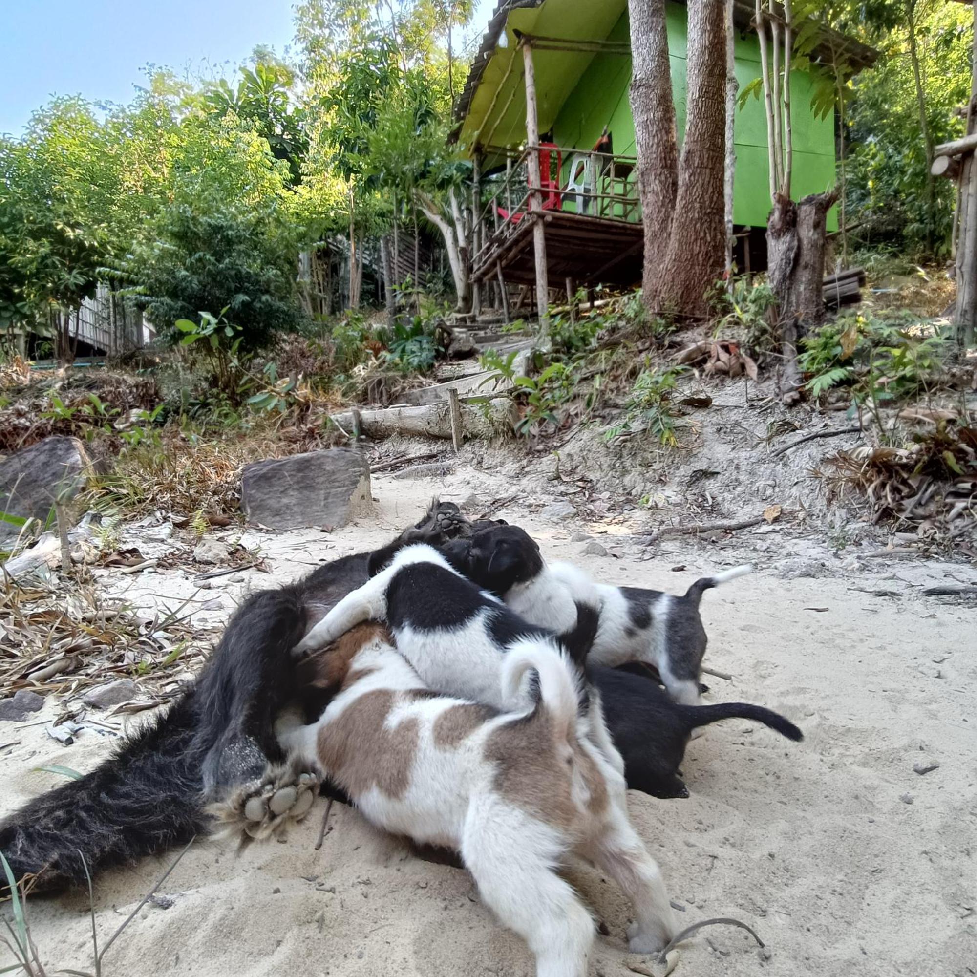 Sweet Jungle Camping Kaoh Touch Luaran gambar
